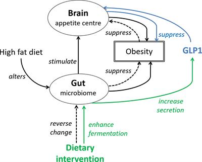 A Combination of Glucagon-Like Peptide-1 Receptor Agonist and Dietary Intervention Could Be a Promising Approach for Obesity Treatment